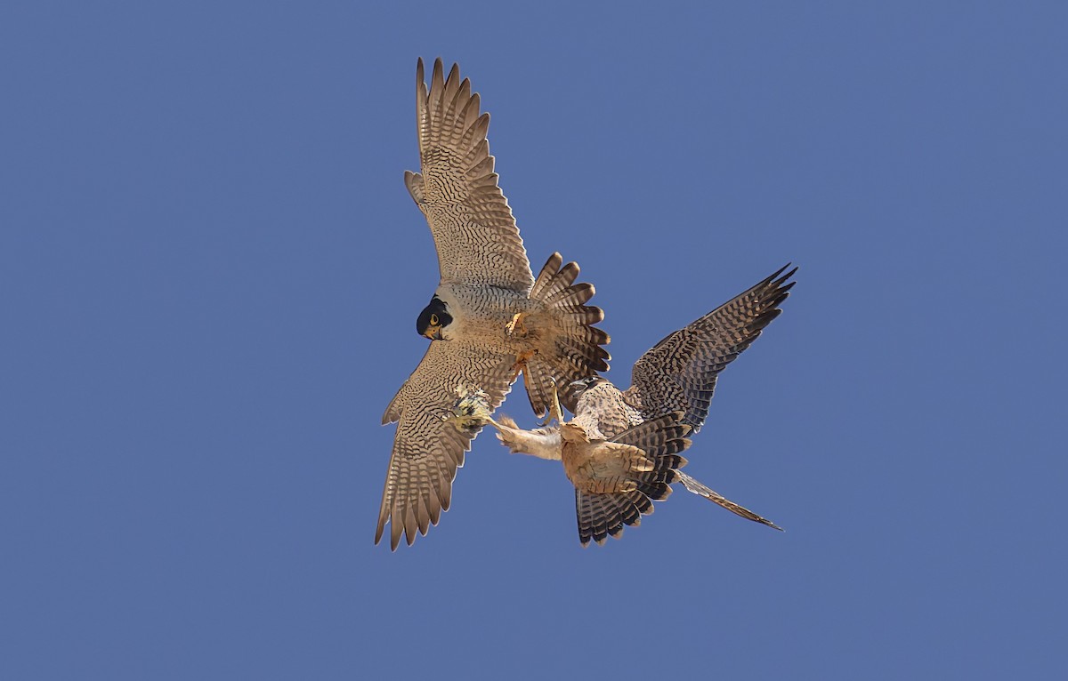 Peregrine Falcon - ML646880606