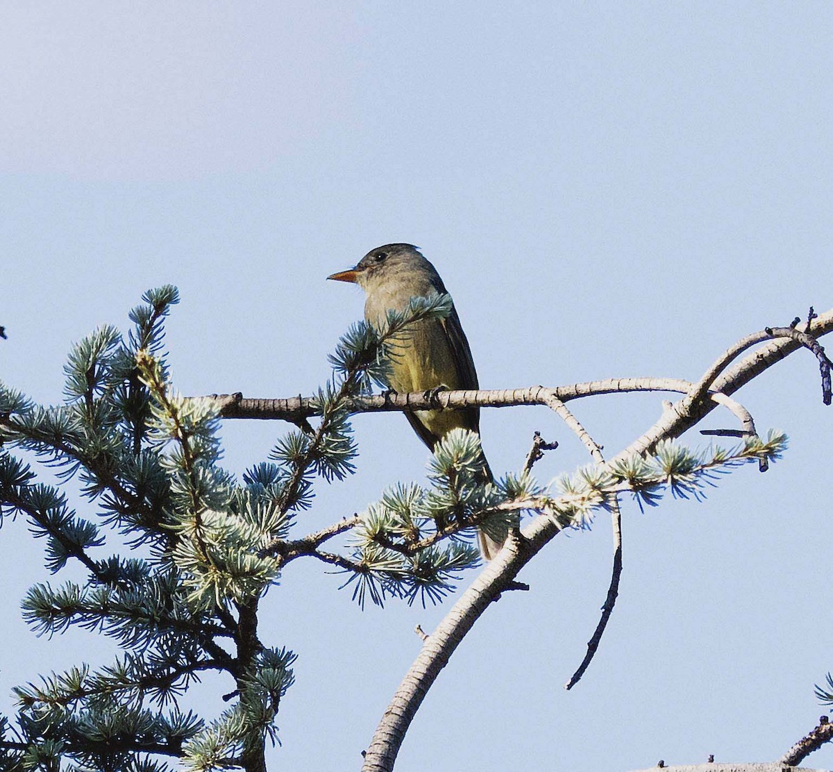 Greater Pewee - ML646880607