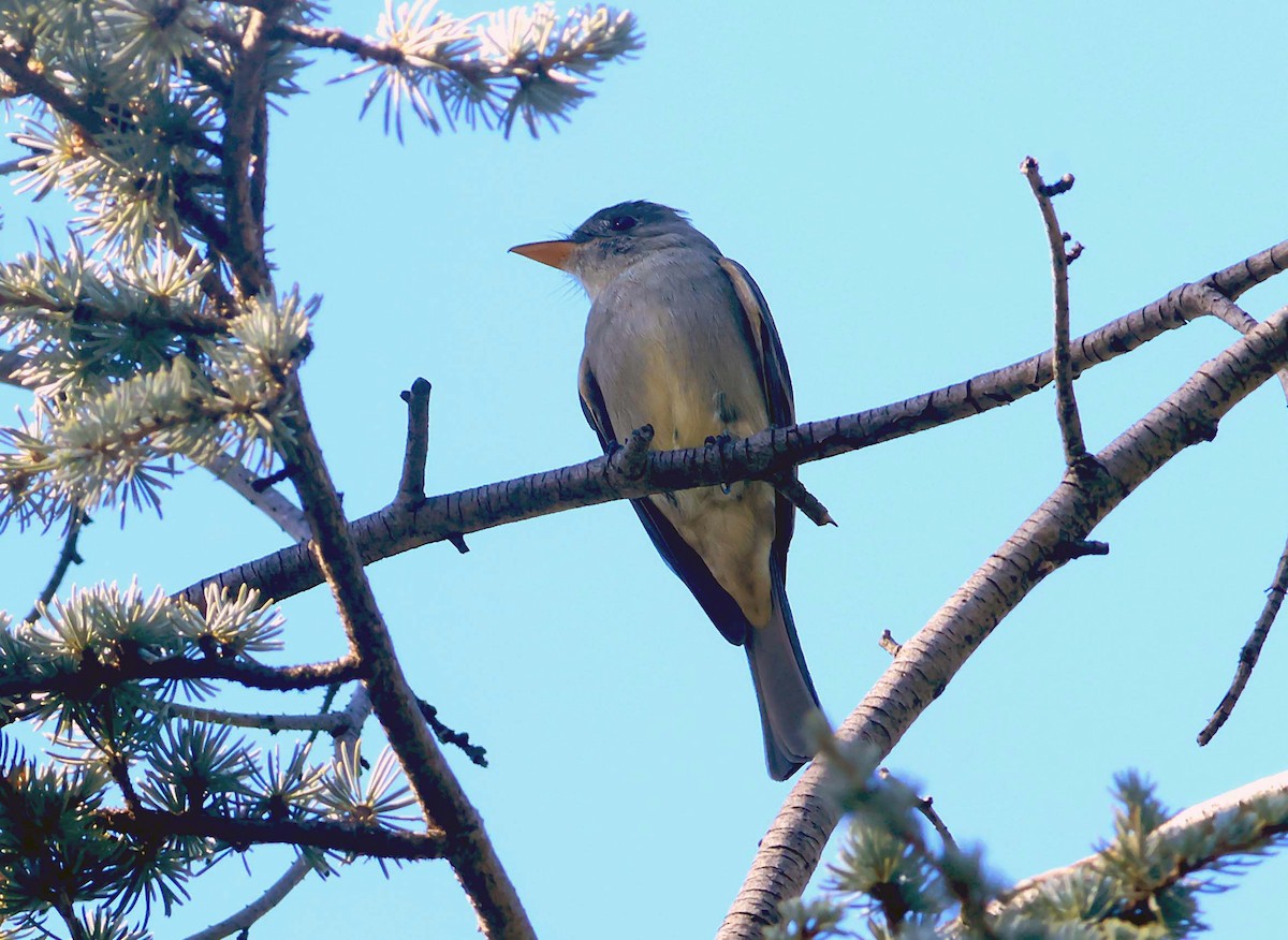 Greater Pewee - ML646880608