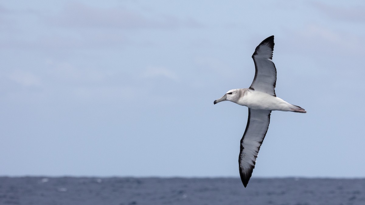 White-capped Albatross - ML646880609