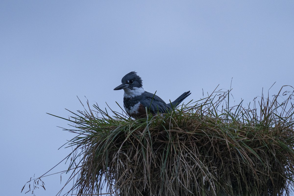 rybařík pruhoprsý - ML646880611