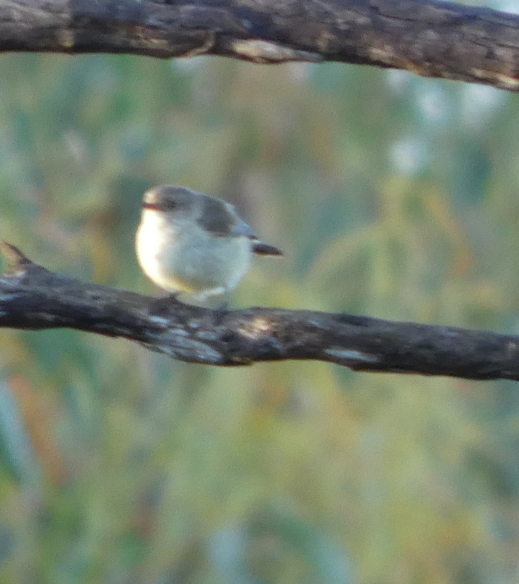 Шиподзьоб золотомушковий - ML646880613