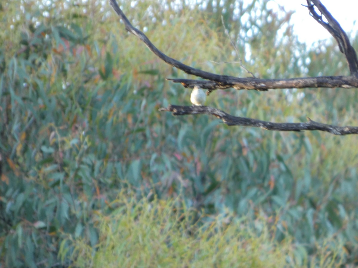 Шиподзьоб золотомушковий - ML646880614