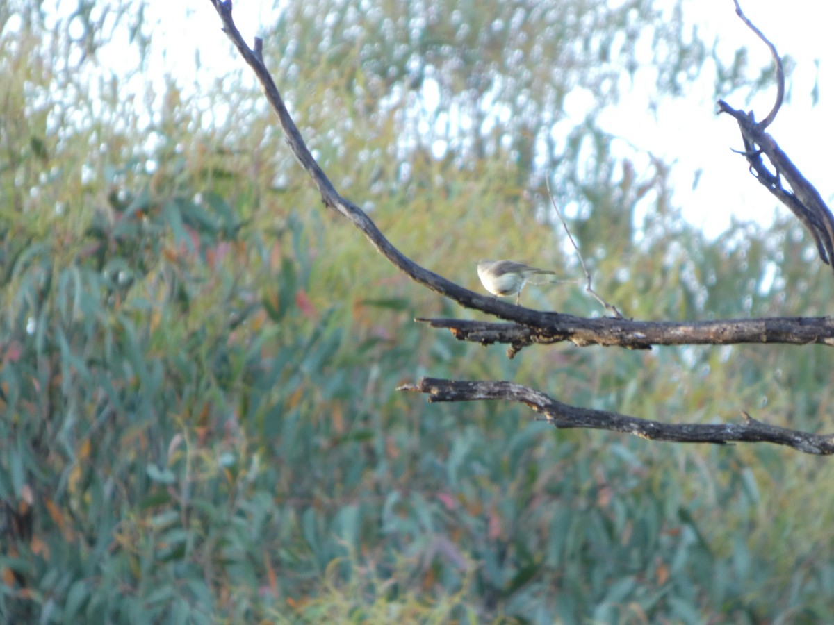 Шиподзьоб золотомушковий - ML646880616