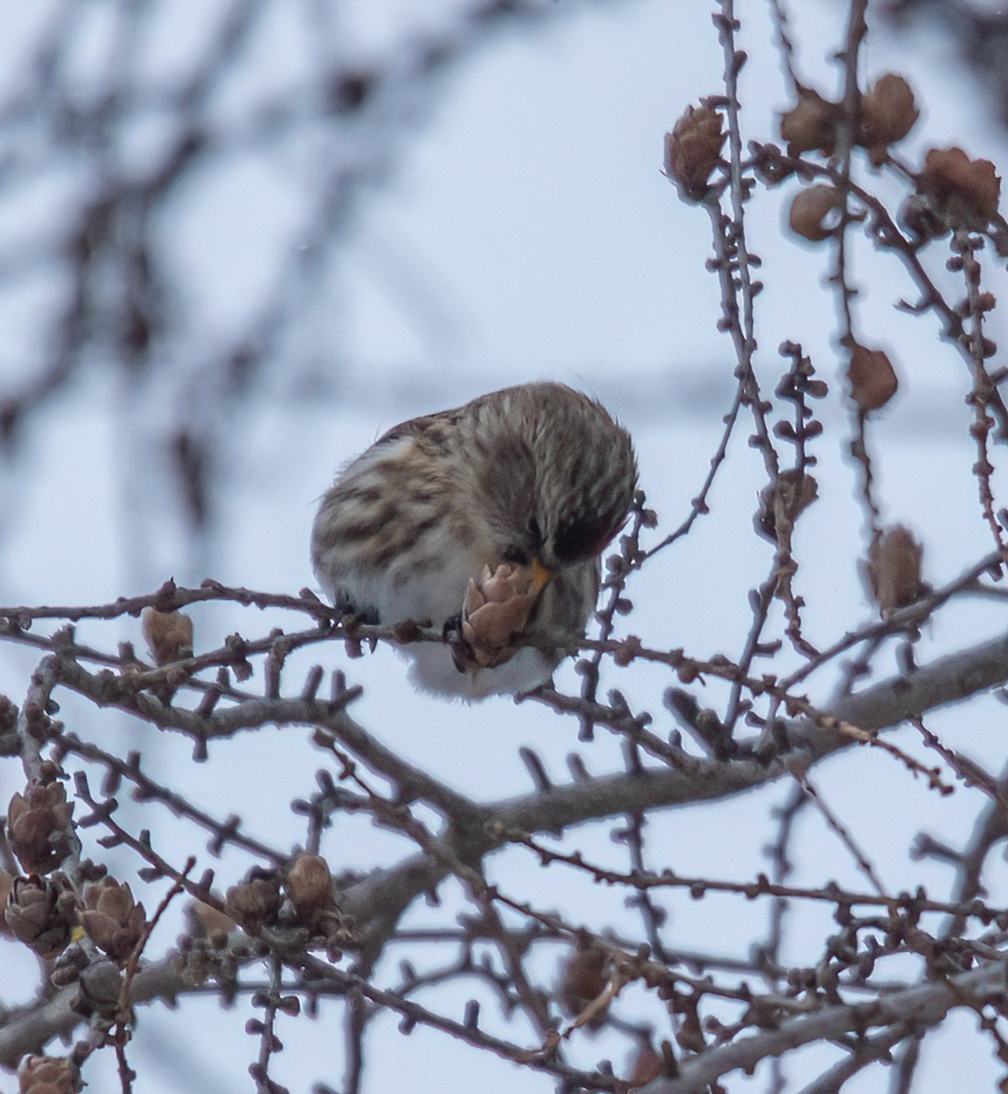 תפוחית שחורת-סנטר (שחורת-סנטר/איסלנדית) - ML646880617