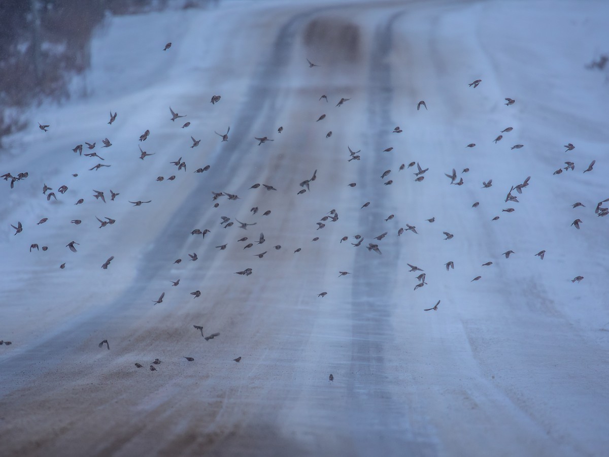 תפוחית שחורת-סנטר (שחורת-סנטר/איסלנדית) - ML646880618