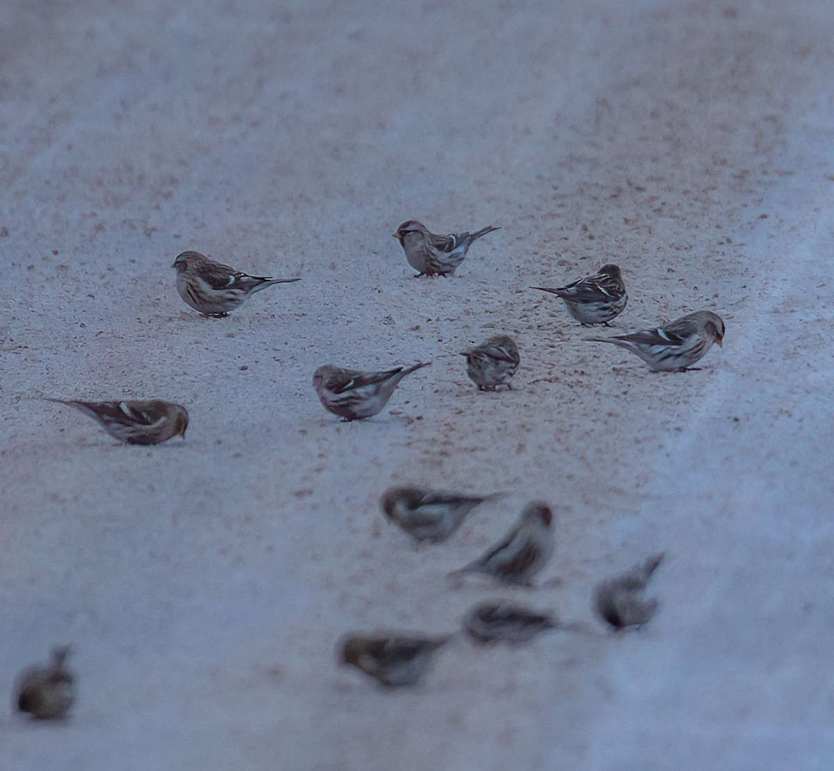 תפוחית שחורת-סנטר (שחורת-סנטר/איסלנדית) - ML646880619