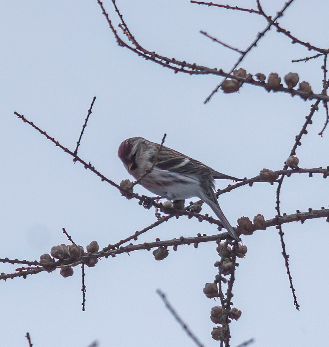תפוחית שחורת-סנטר (שחורת-סנטר/איסלנדית) - ML646880620
