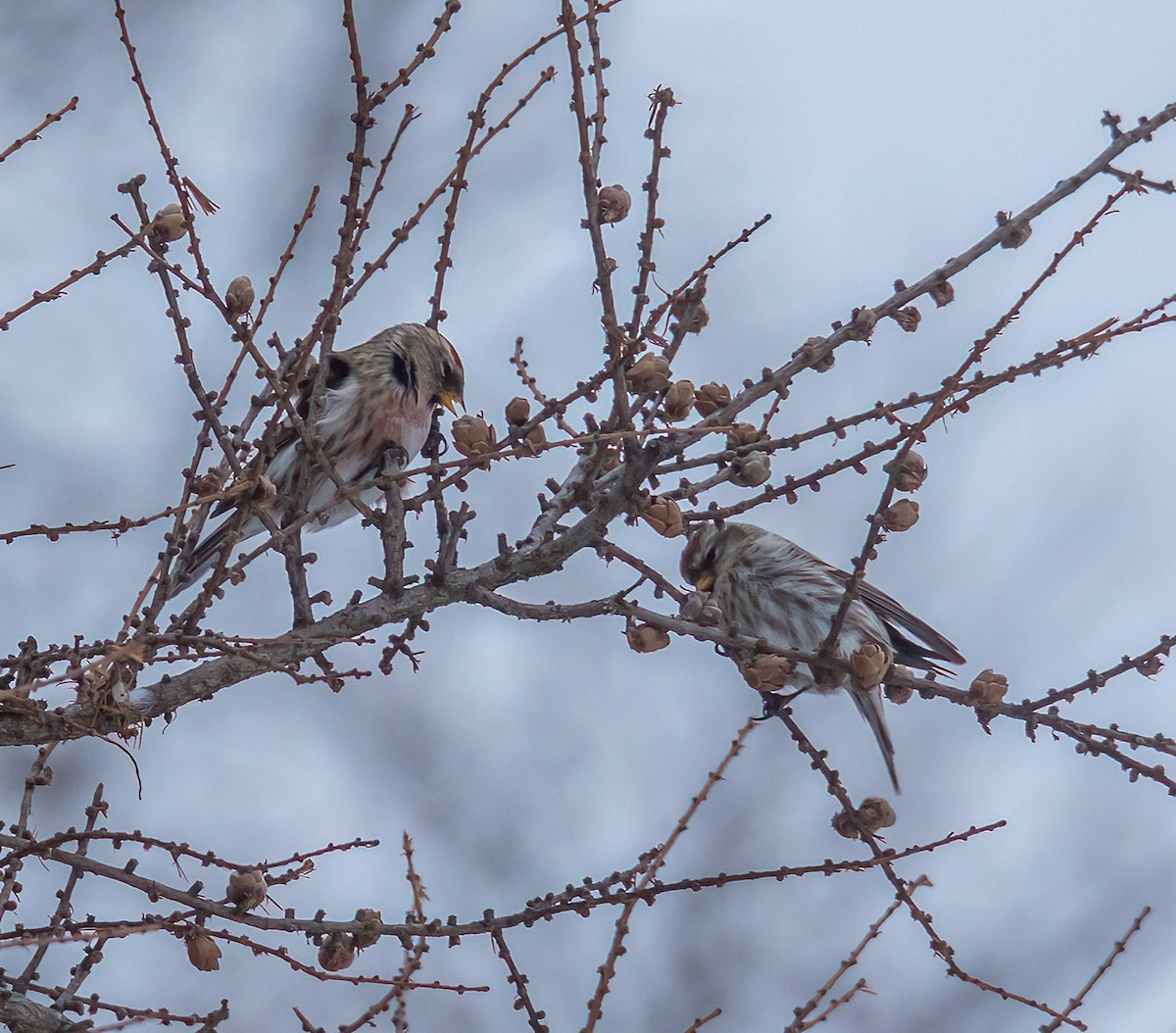תפוחית שחורת-סנטר (שחורת-סנטר/איסלנדית) - ML646880621