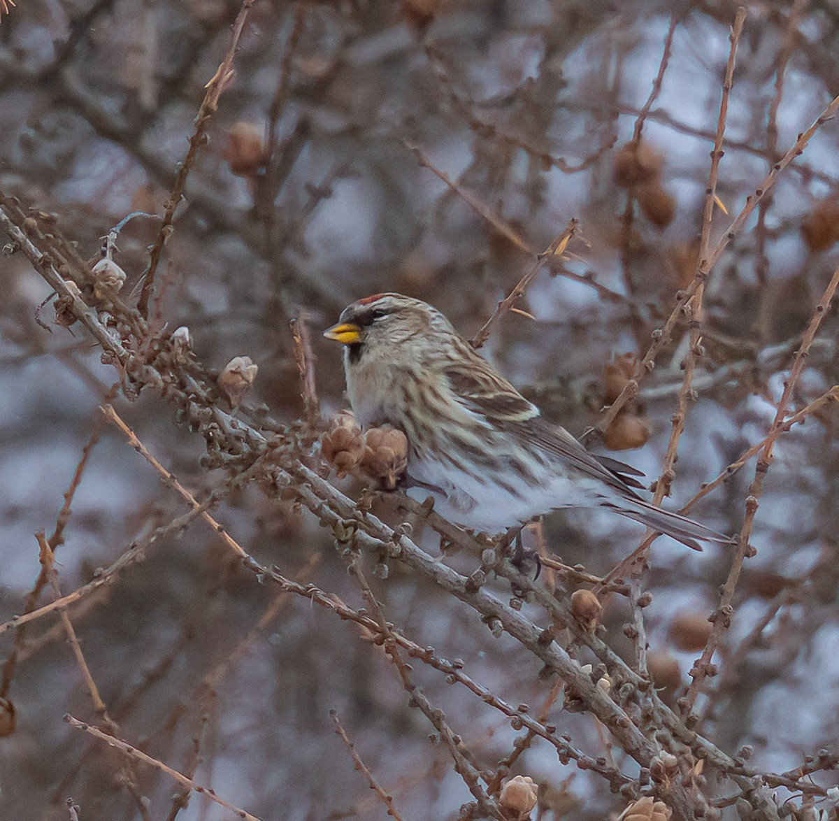 תפוחית שחורת-סנטר (שחורת-סנטר/איסלנדית) - ML646880622