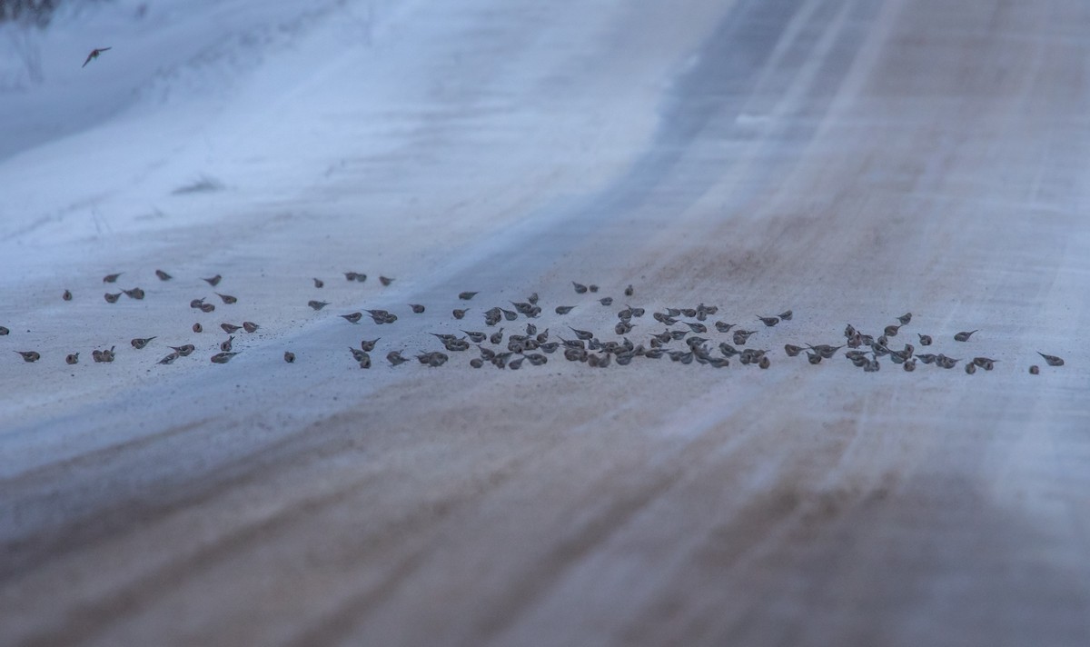תפוחית שחורת-סנטר (שחורת-סנטר/איסלנדית) - ML646880623