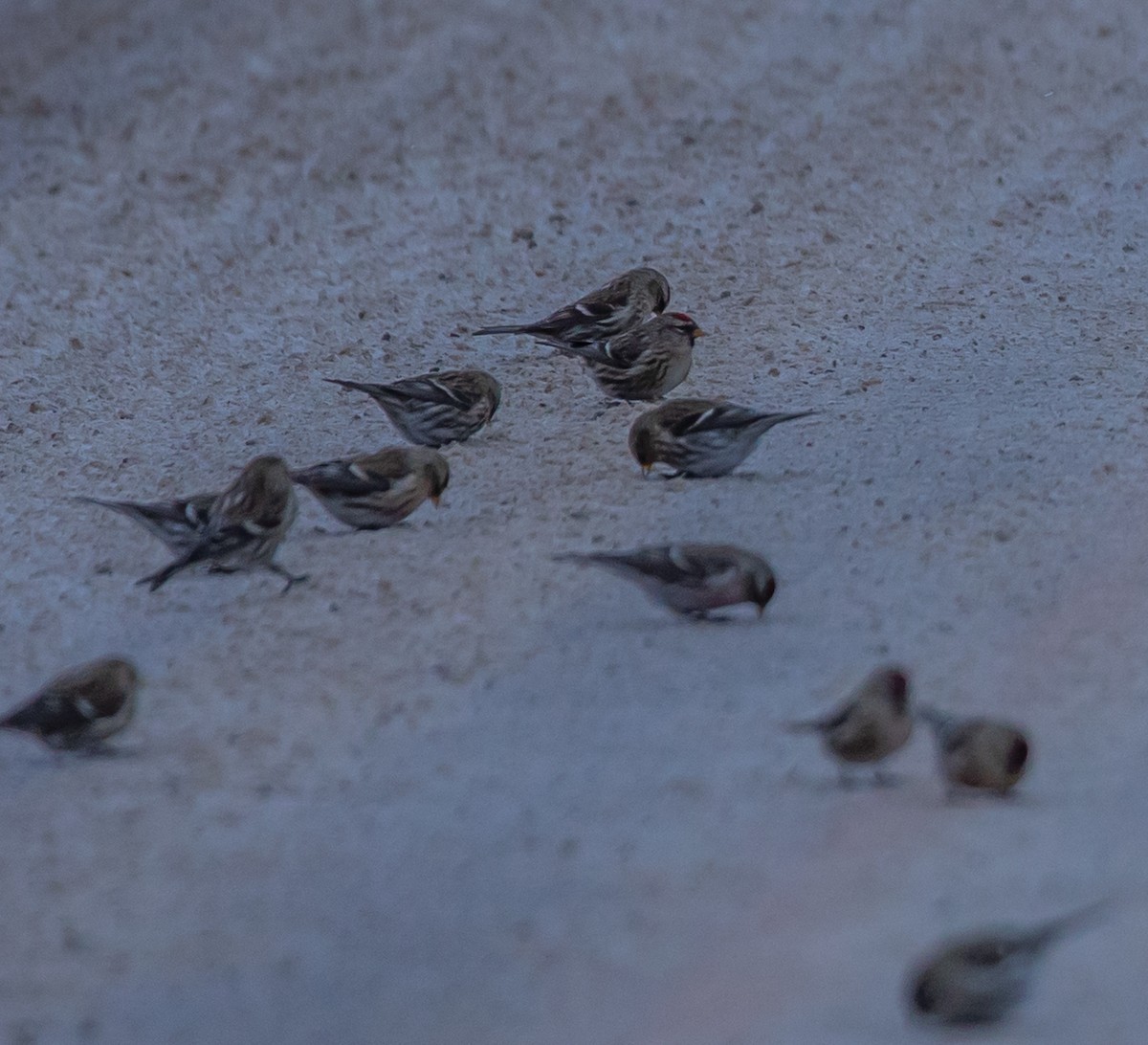 תפוחית שחורת-סנטר (שחורת-סנטר/איסלנדית) - ML646880624