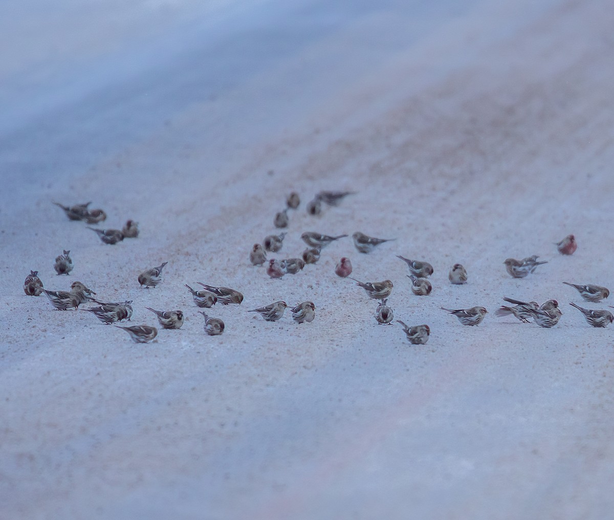 תפוחית שחורת-סנטר (שחורת-סנטר/איסלנדית) - ML646880625
