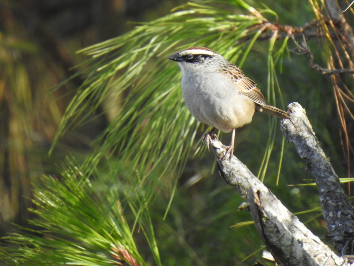 Striped Sparrow - ML646880626