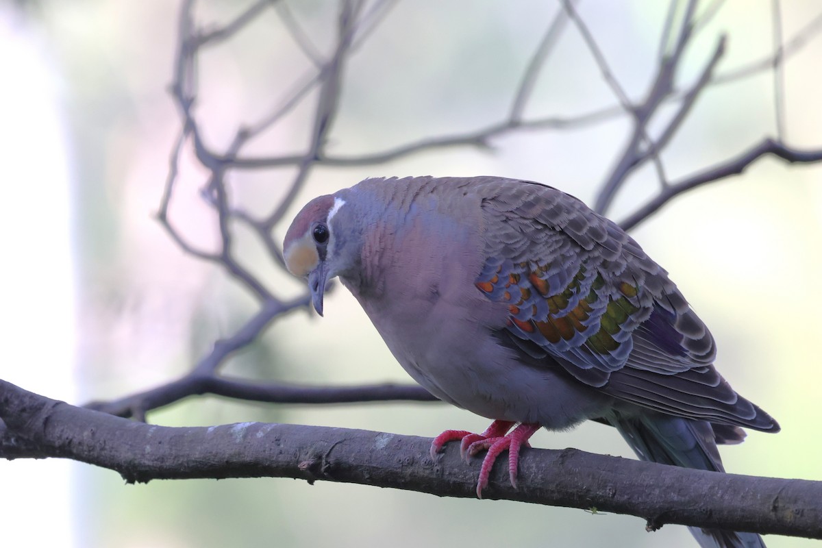 Австралийский бронзовокрыл - ML646880638