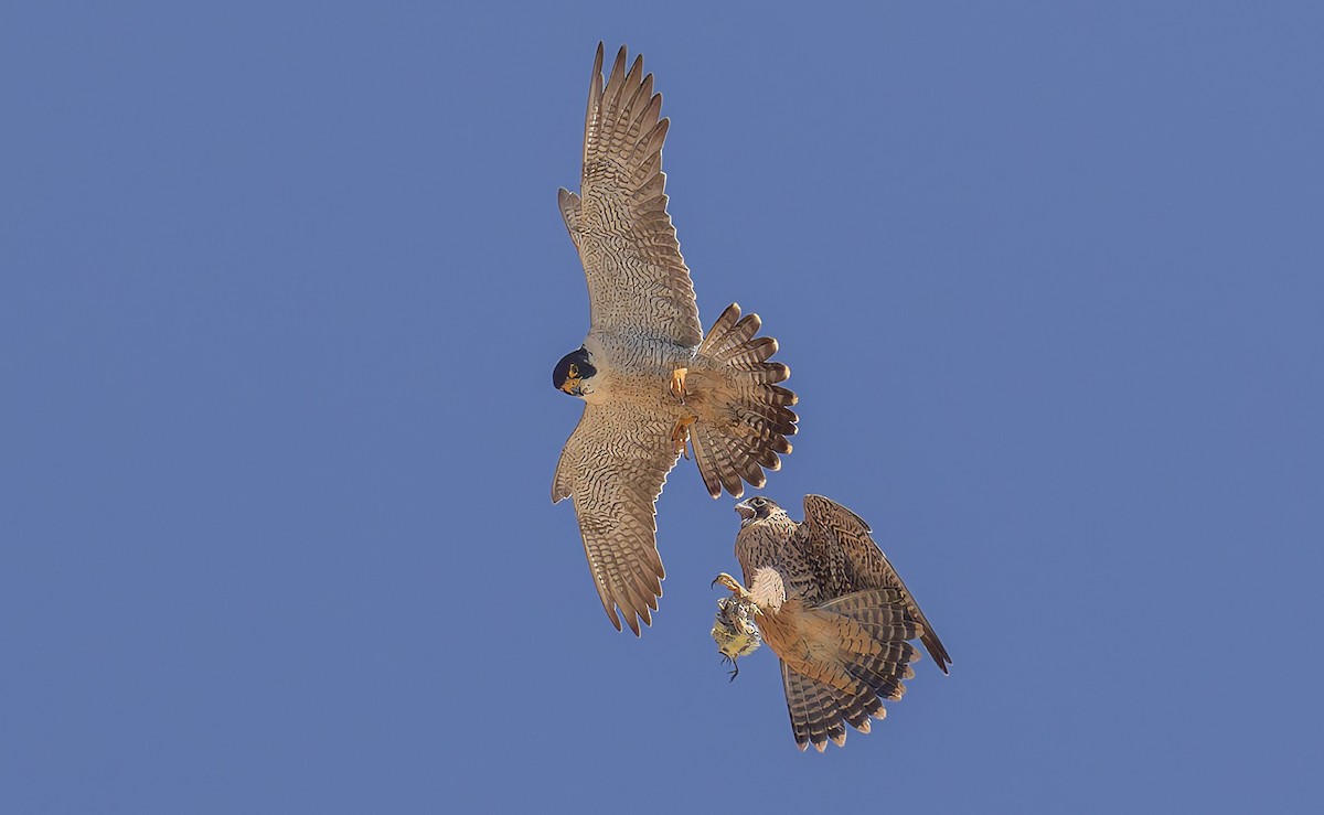 Peregrine Falcon - ML646880645