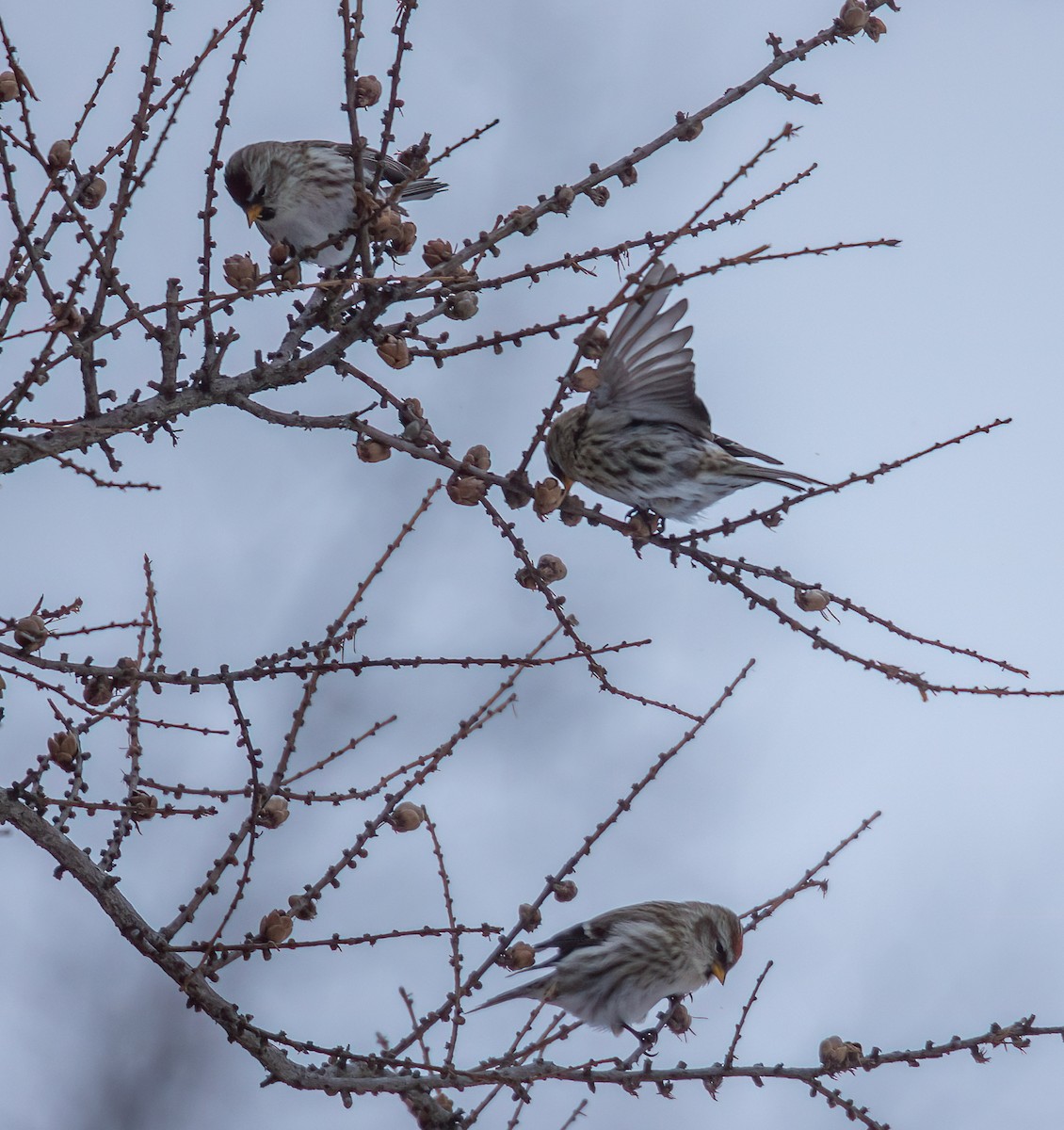 תפוחית שחורת-סנטר (שחורת-סנטר/איסלנדית) - ML646880646