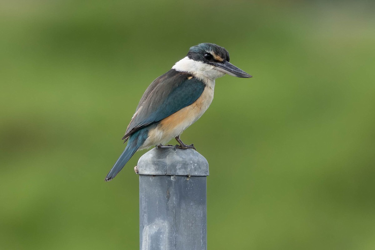 Священная альциона (vagans) - ML646880647