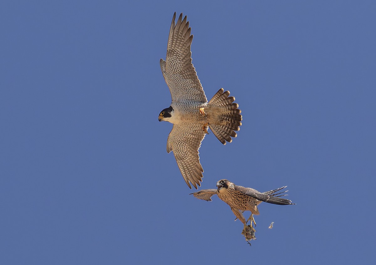 Peregrine Falcon - ML646880648