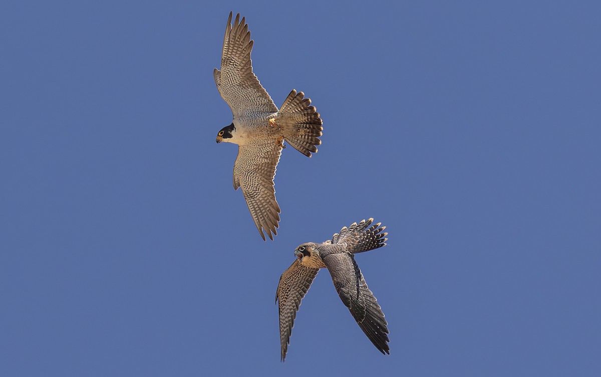 Peregrine Falcon - ML646880650