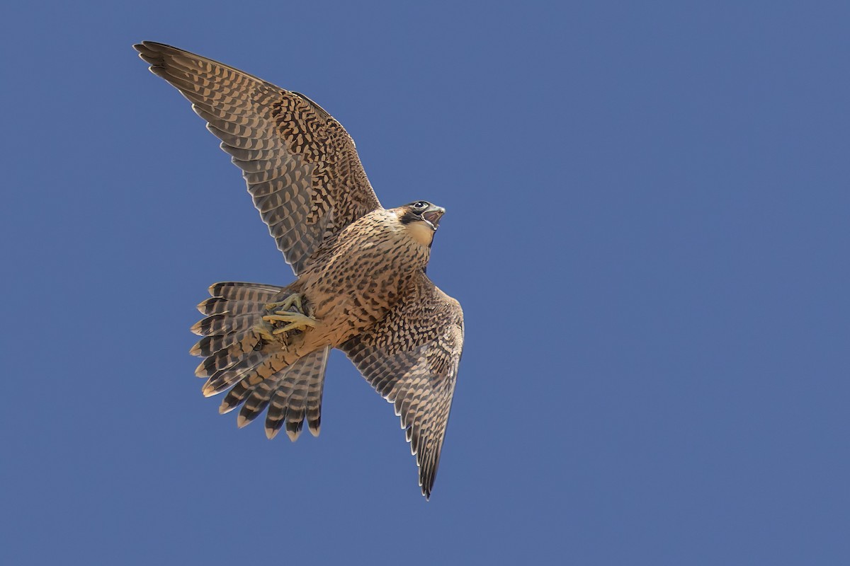 Peregrine Falcon - ML646880653