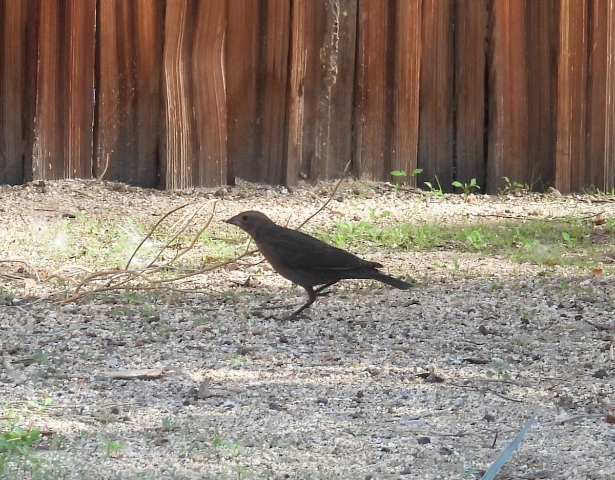 Braunkopf-Kuhstärling - ML646880655