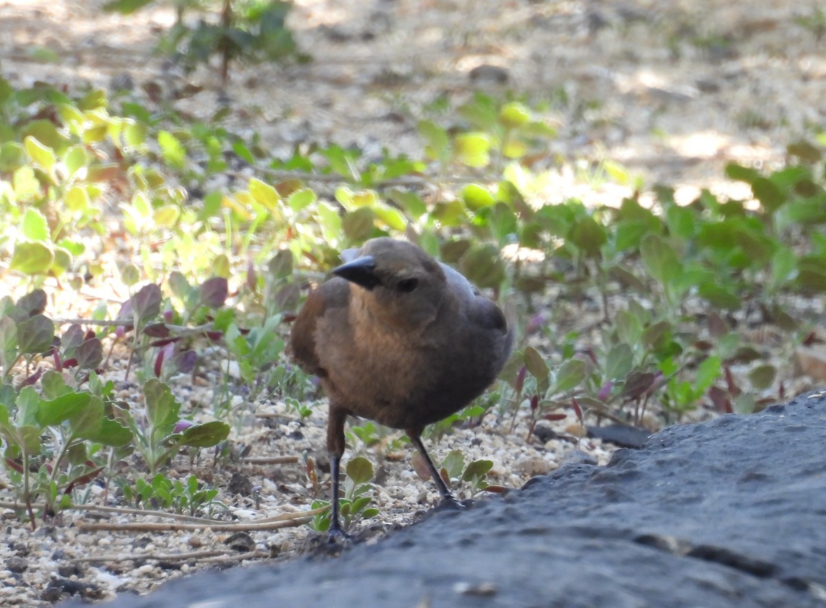 Braunkopf-Kuhstärling - ML646880656