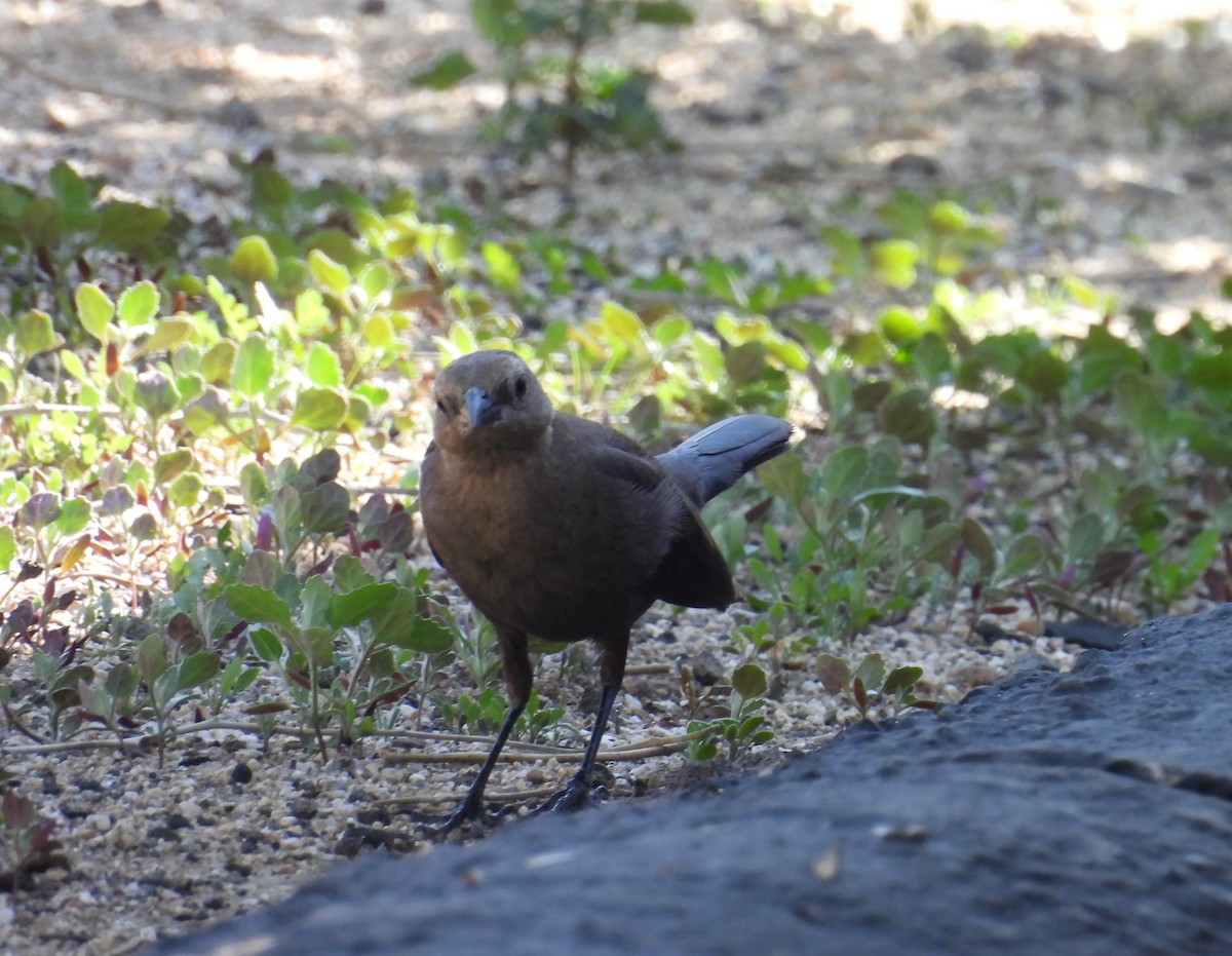 Braunkopf-Kuhstärling - ML646880657