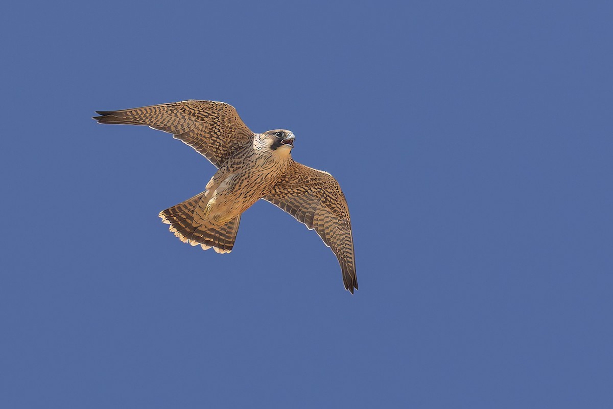 Peregrine Falcon - ML646880658