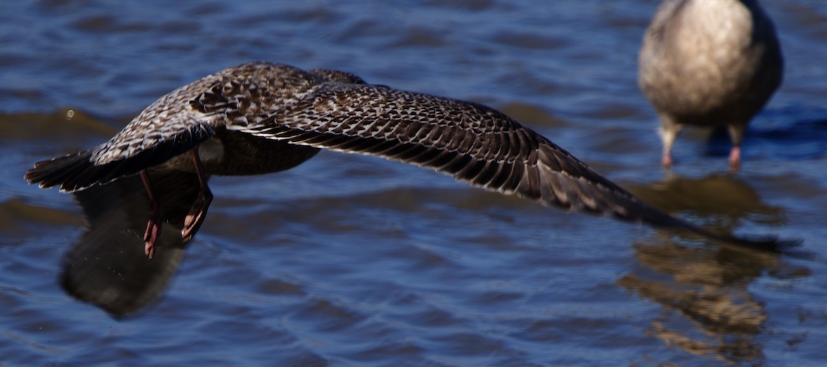 Kaio hauskara amerikarra - ML646880659