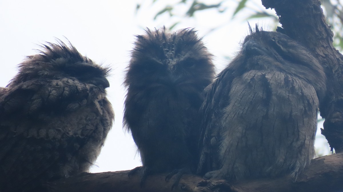 Tawny Frogmouth - ML646880660