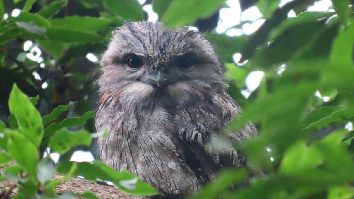 Tawny Frogmouth - ML646880663