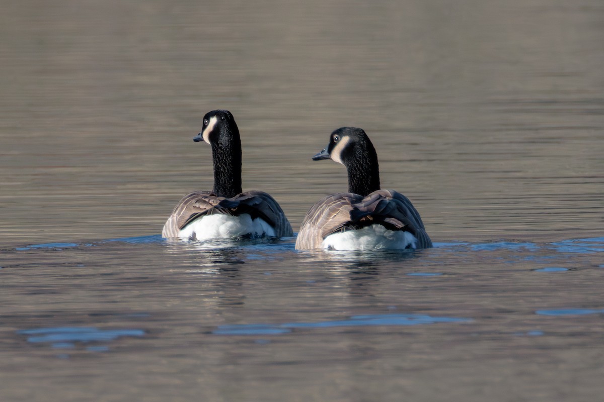 カナダガン - ML646880664