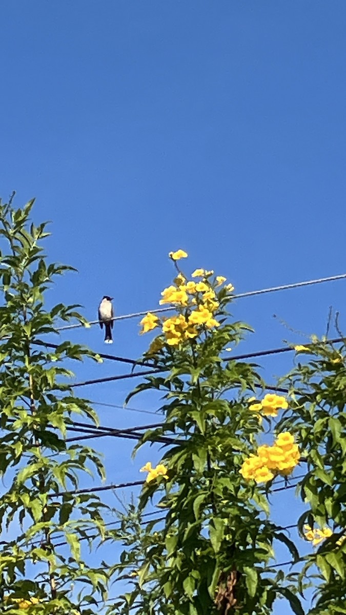 Bulbul urre-ipurdia - ML646880665