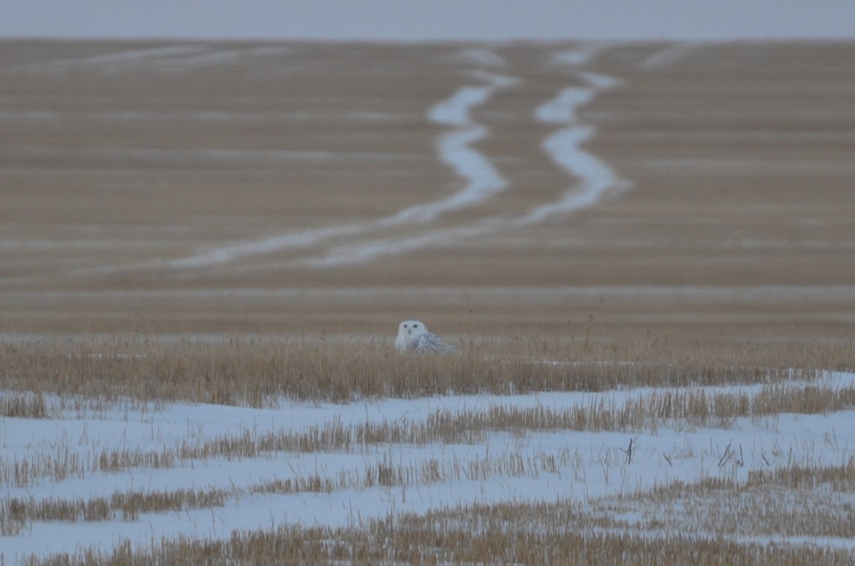 Snowy Owl - ML646880666