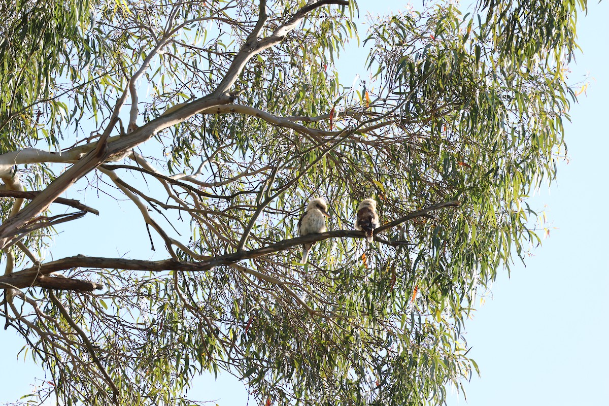 Смеющаяся кукабара - ML646880667