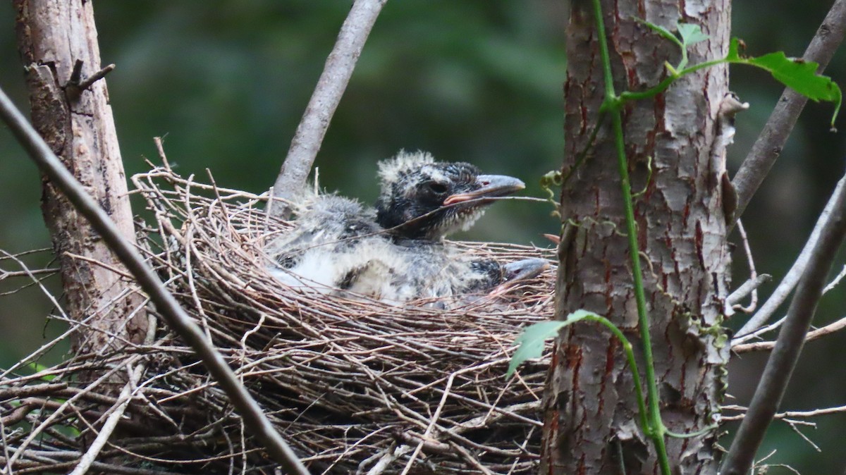 Gray Butcherbird - ML646880669