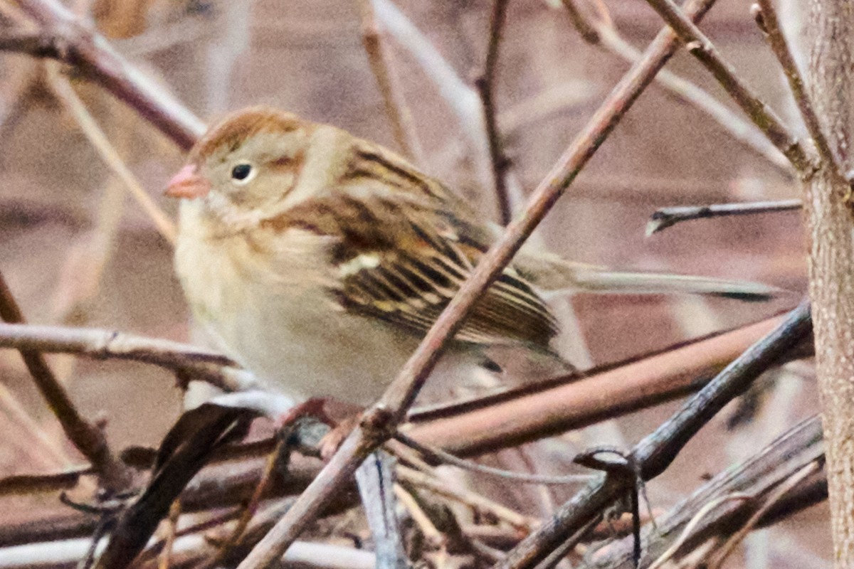 Field Sparrow - ML646880671