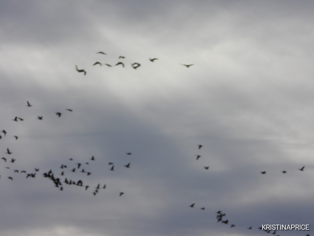 Canada Goose - ML646880672