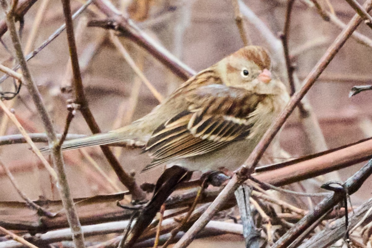 Field Sparrow - ML646880673