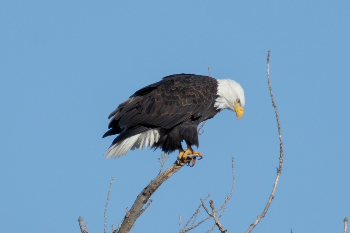 ハクトウワシ - ML646880674