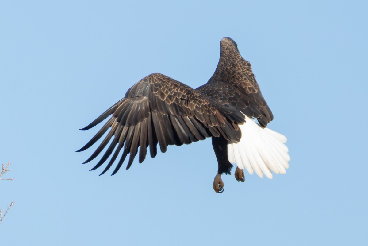 ハクトウワシ - ML646880676