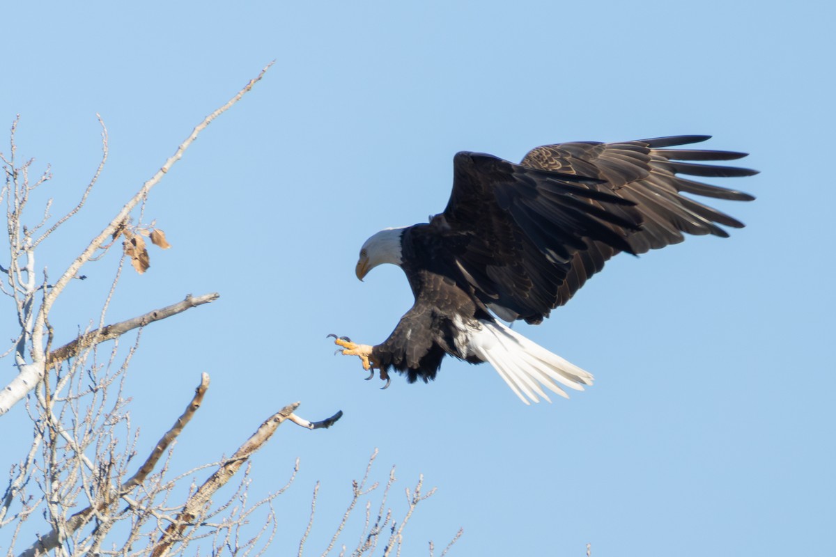 ハクトウワシ - ML646880677