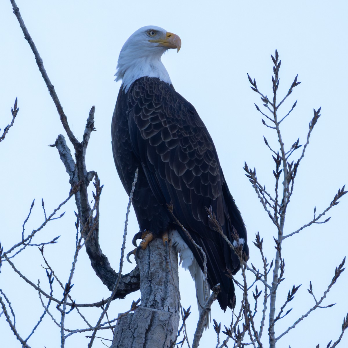 ハクトウワシ - ML646880678