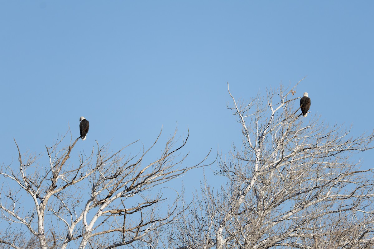 ハクトウワシ - ML646880679