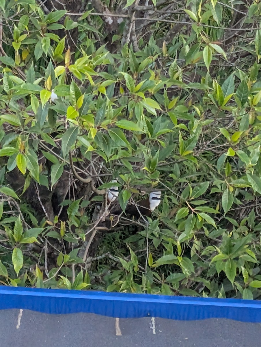 White-crested Laughingthrush - ML646880680