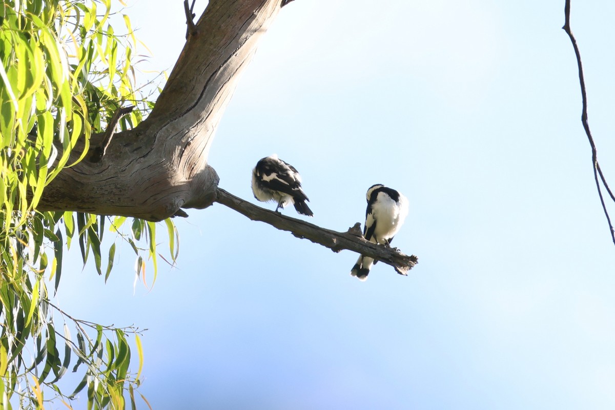 Сорочья граллина - ML646880682