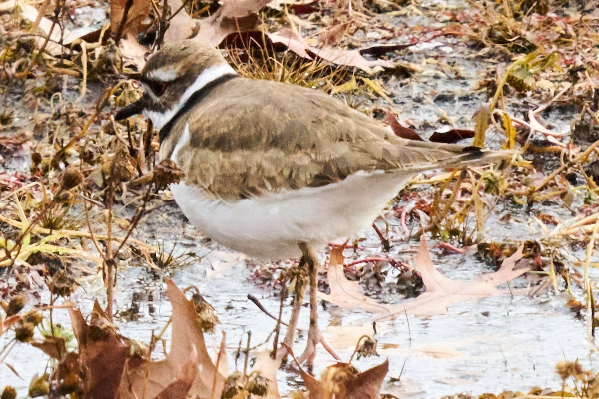 Killdeer - ML646880684