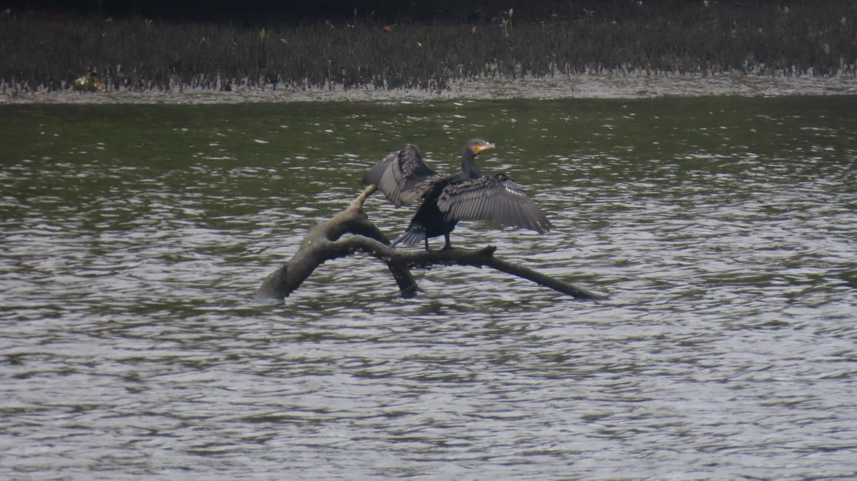 Little Black Cormorant - ML646880687
