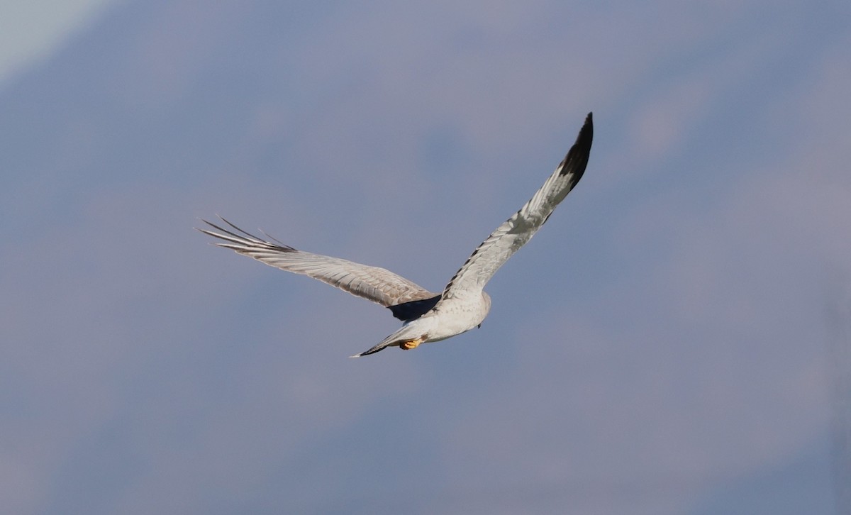 זרון אמריקני - ML646880688